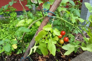 rote Tomaten