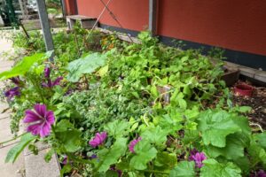 bunte Blumen