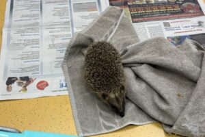 Igel Igel