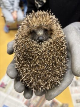 Igel