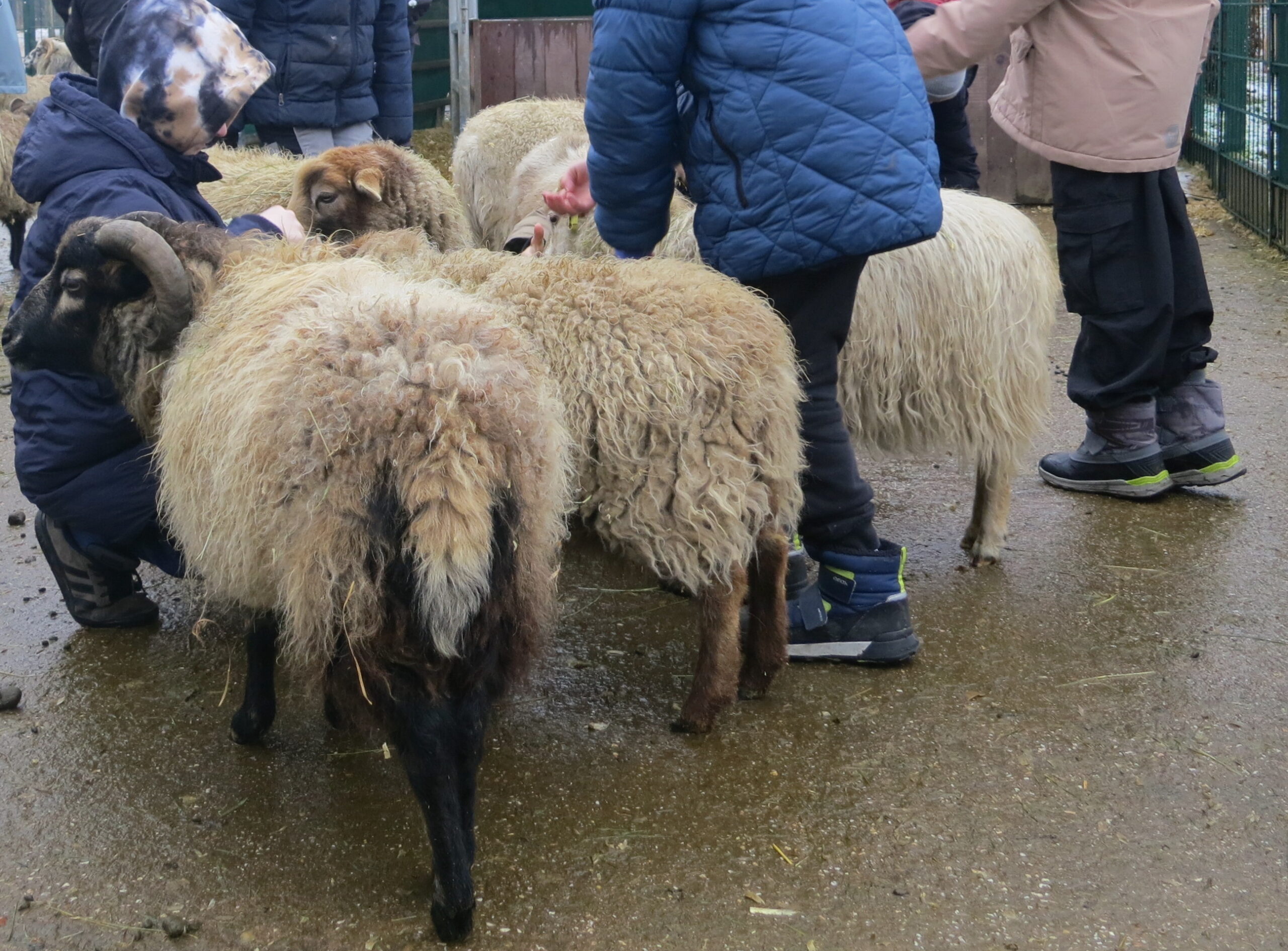 Projekt Schafe Projekt Schafe