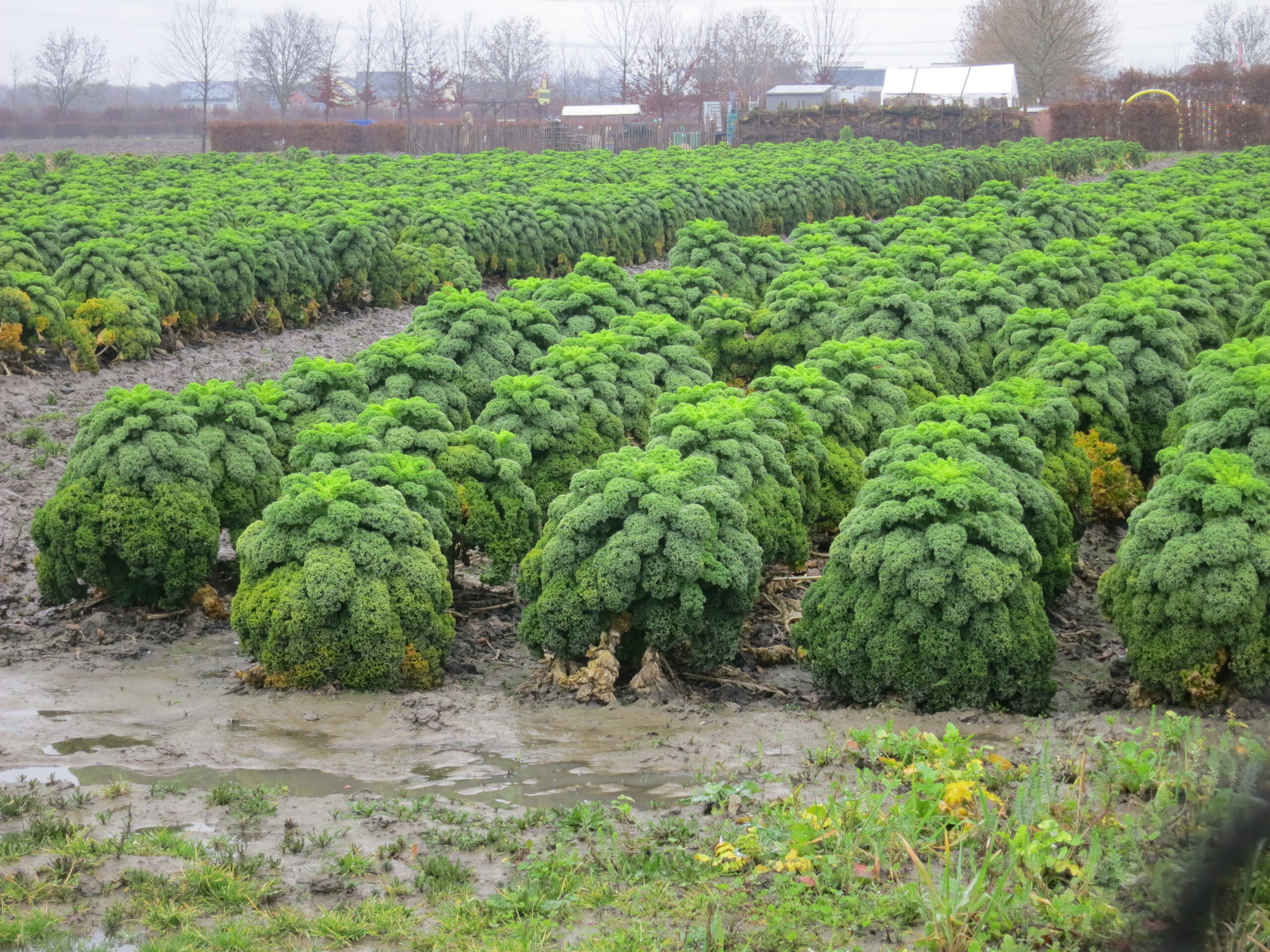 Obst und Gemüse Obst und Gemüse