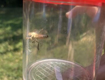 Insekten auf dem Gertrudenhof Insekten auf dem Gertrudenhof