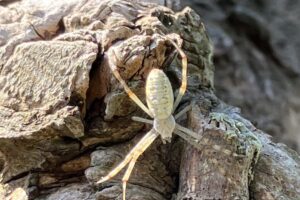 Insekten auf dem Gertrudenhof