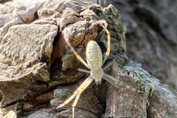 Insekten auf dem Gertrudenhof