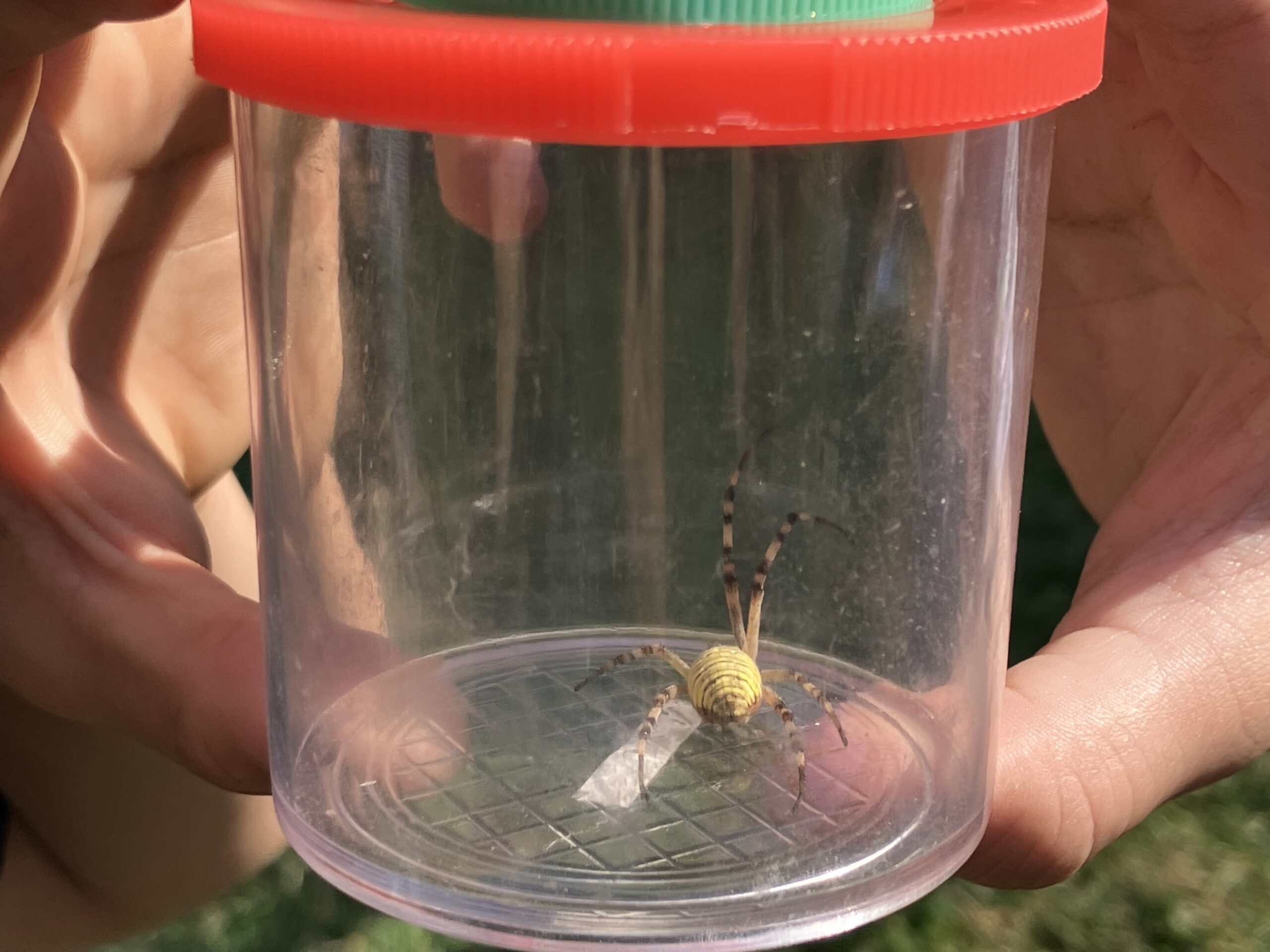Insekten auf dem Gertrudenhof Insekten auf dem Gertrudenhof