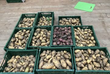 Kartoffelprojekt