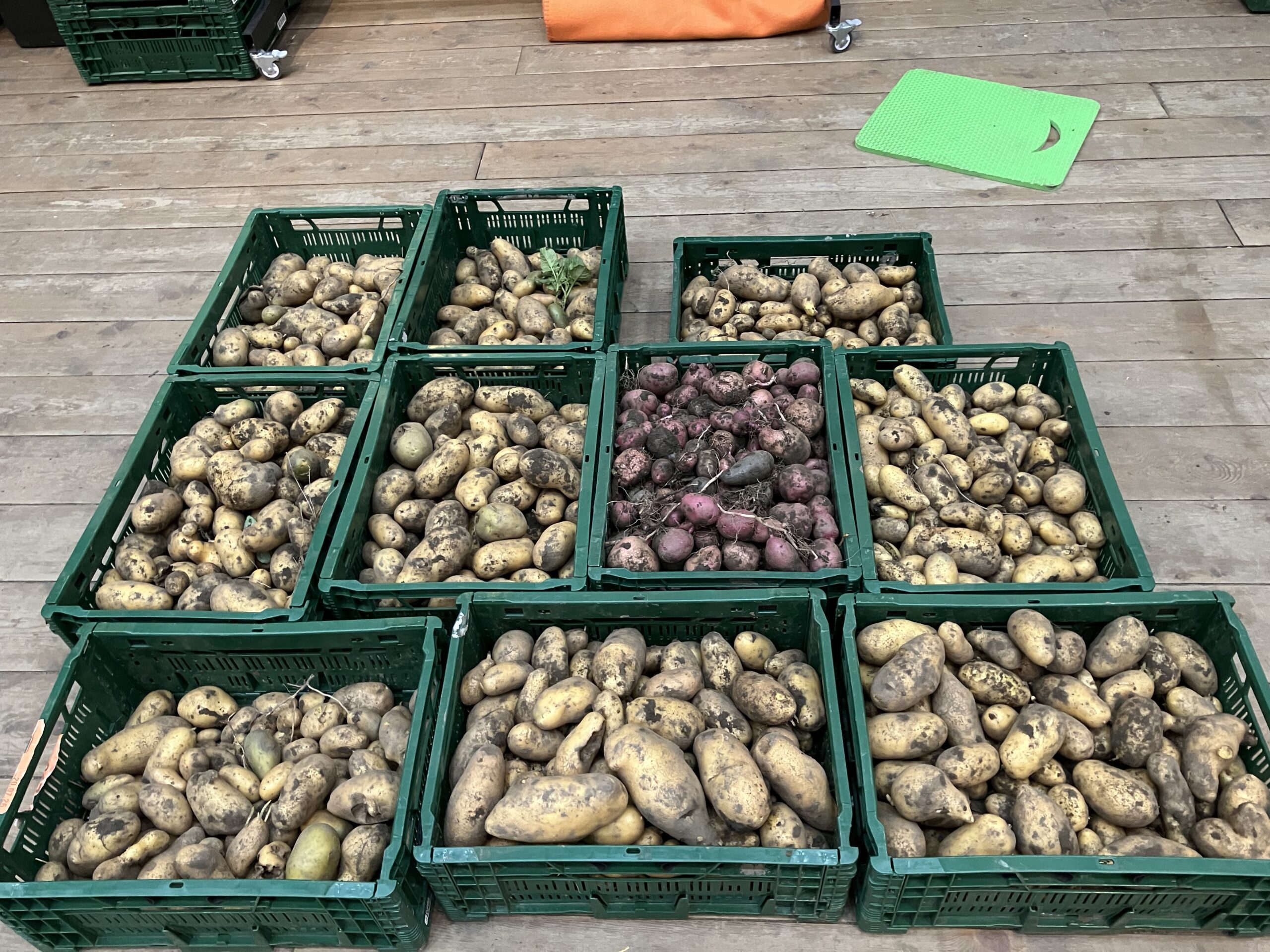Kartoffelprojekt
